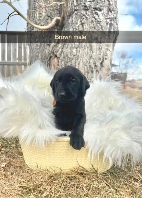 Labrador