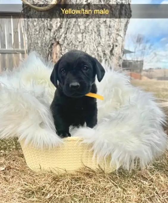 Labrador