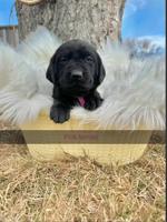 Labrador