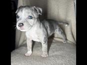 American Bully