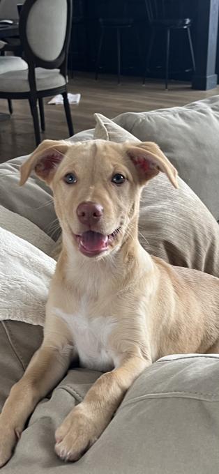 Australian Kelpie
