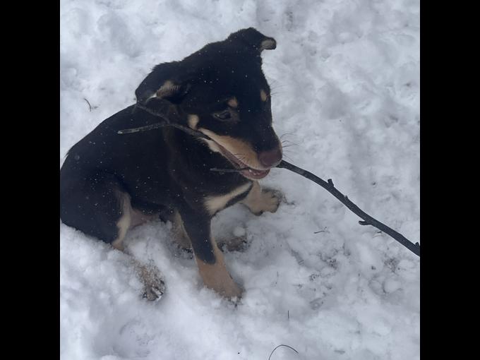 Australian Kelpie