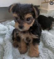 Yorkie tecup