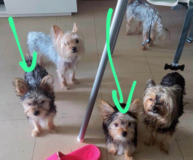 Yorkie tecup
