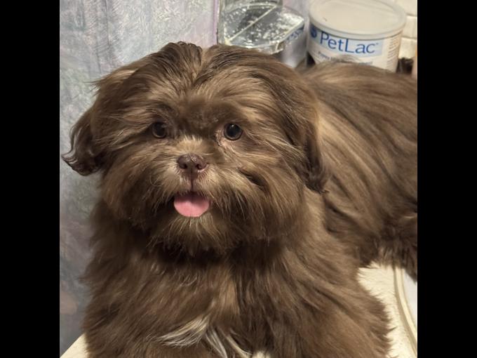 Shih tzu