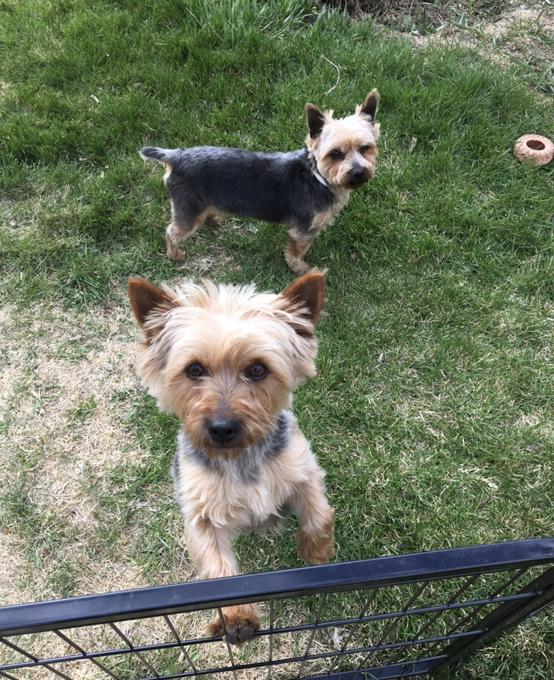YORKSHIRE TERRIER