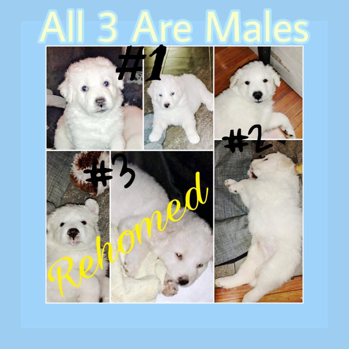 Australian Shepherd X Great Pyrenees Lab