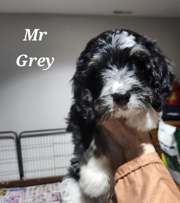 Bernedoodle