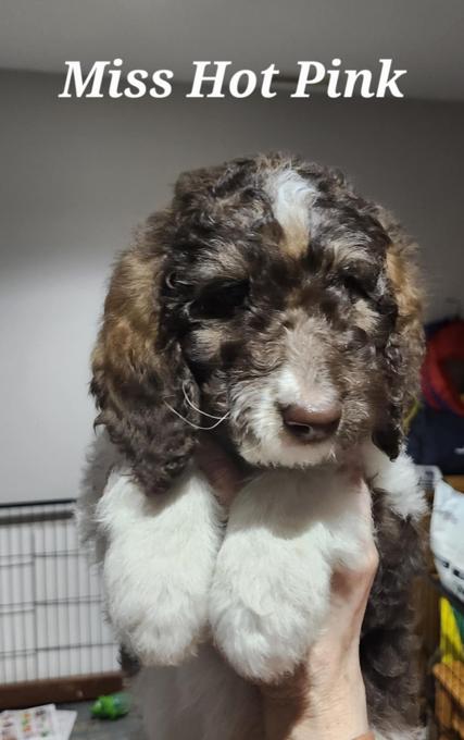 Bernedoodle