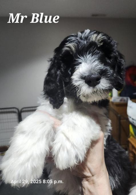 Bernedoodle