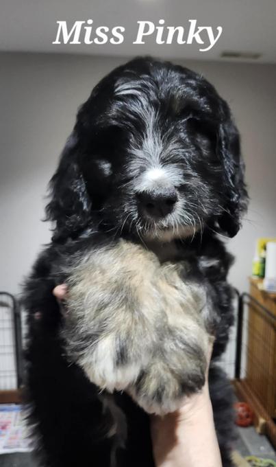 Bernedoodle