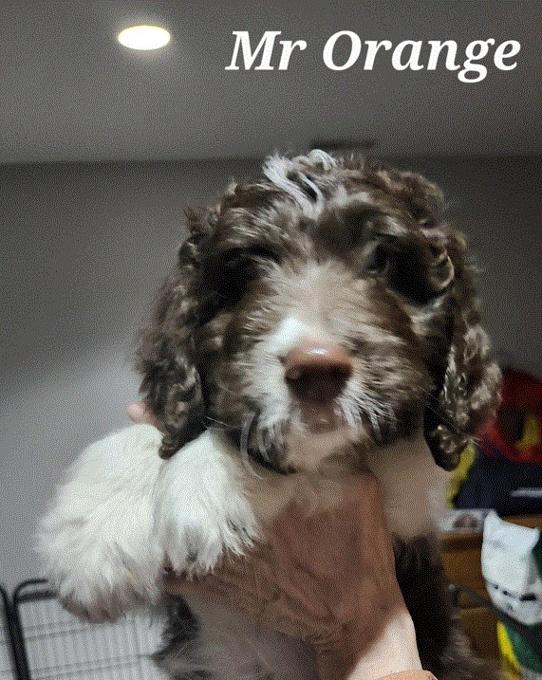 Bernedoodle