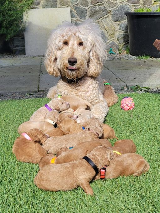 goldendoodle