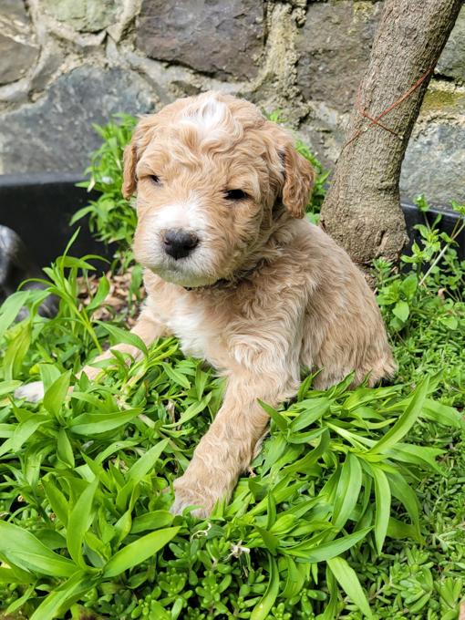 goldendoodle