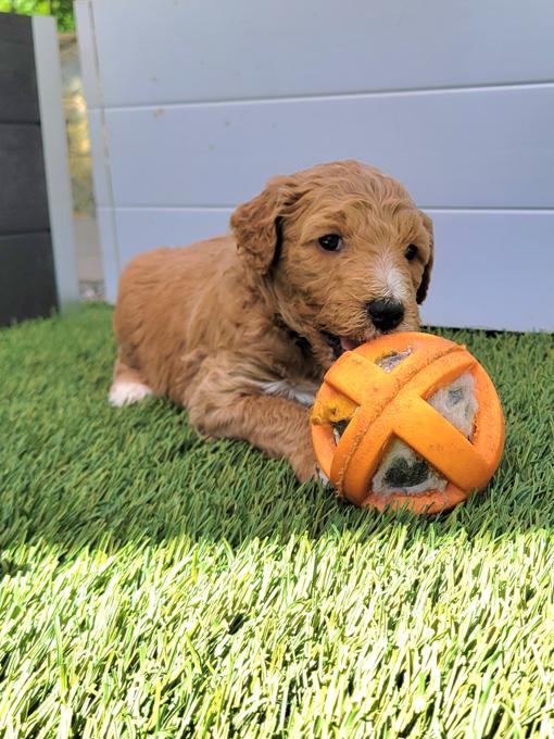goldendoodle
