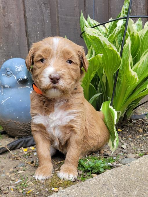goldendoodle