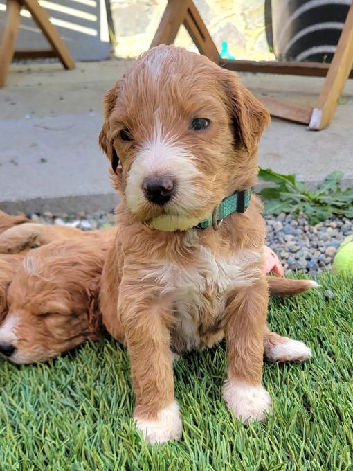 goldendoodle