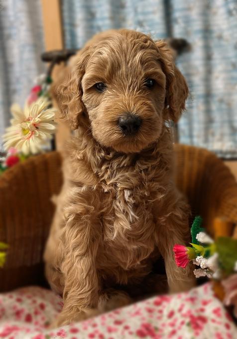 goldendoodle