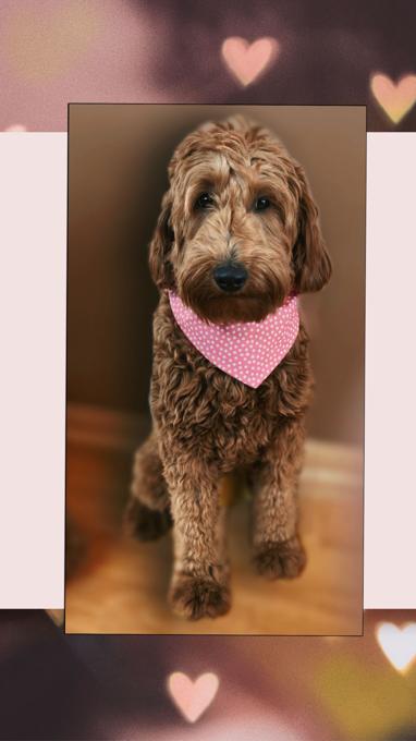 goldendoodle