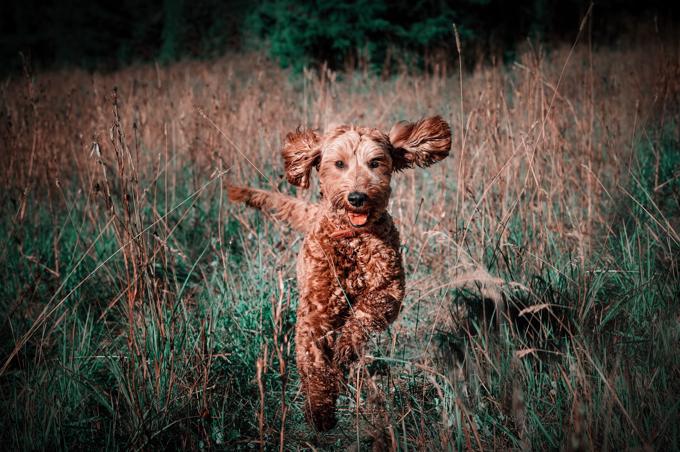 goldendoodle