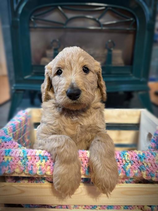 goldendoodle