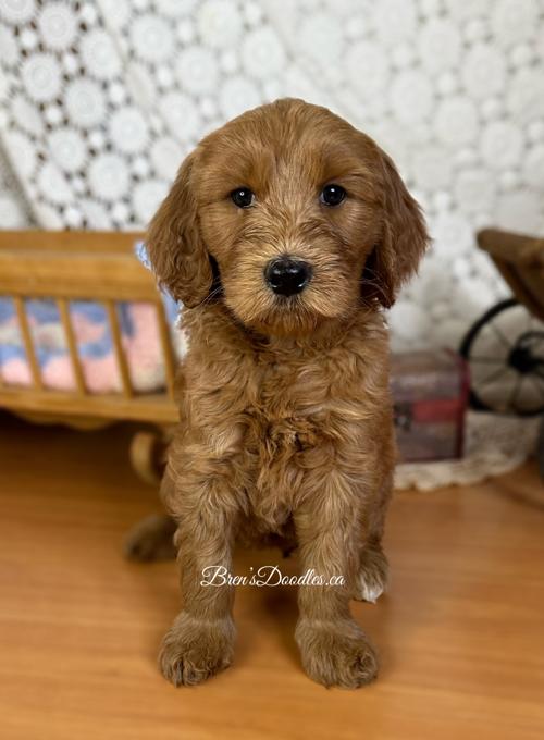 goldendoodle