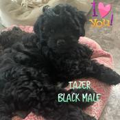 Cockapoo