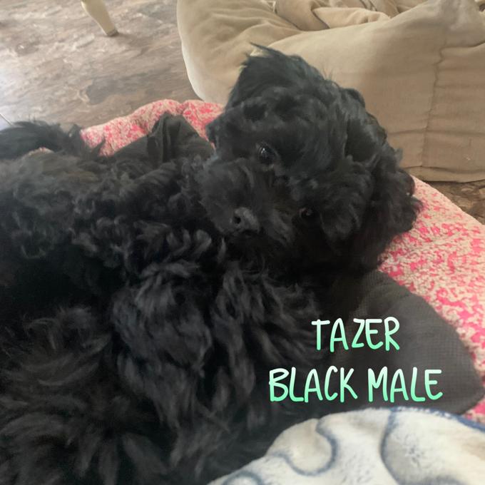 Cockapoo