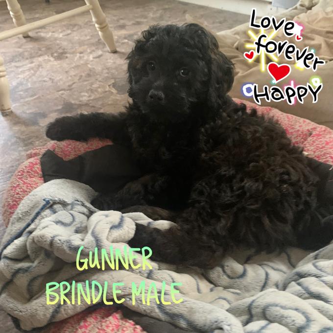 Cockapoo