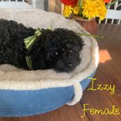 Cockapoo