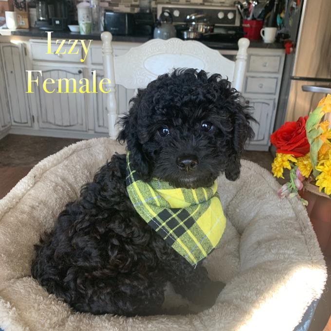 Cockapoo