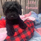 Cockapoo