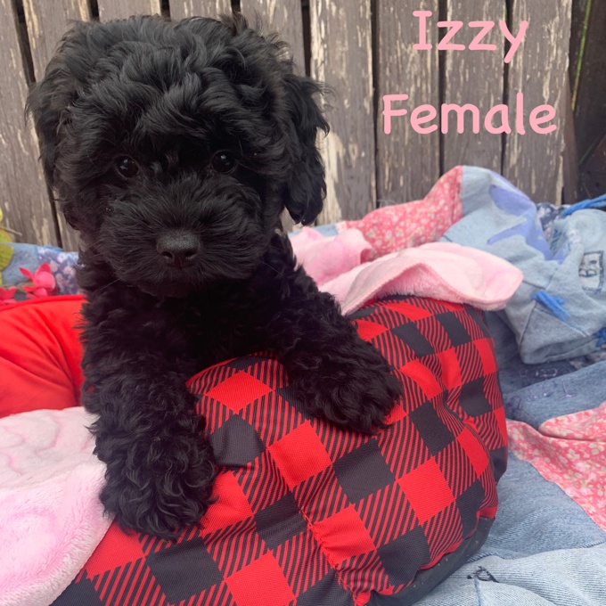 Cockapoo