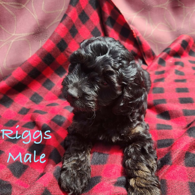 Cockapoo
