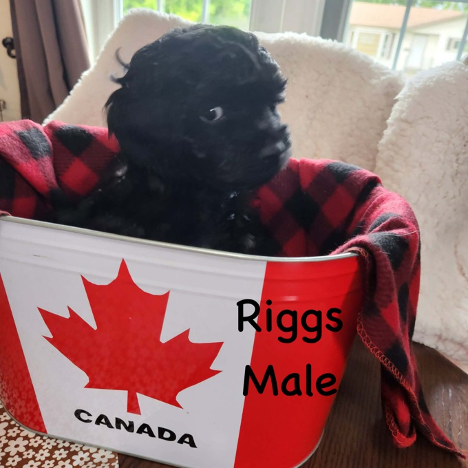 Cockapoo