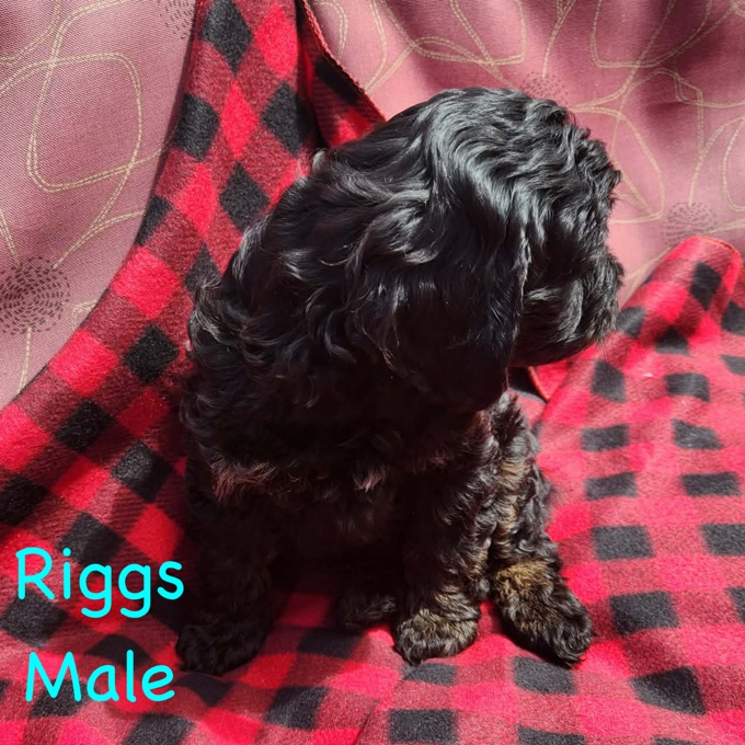 Cockapoo