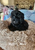 Cockapoo