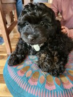 Cockapoo