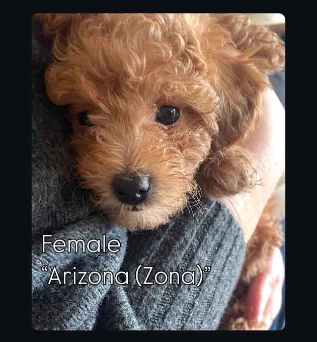 Poodle