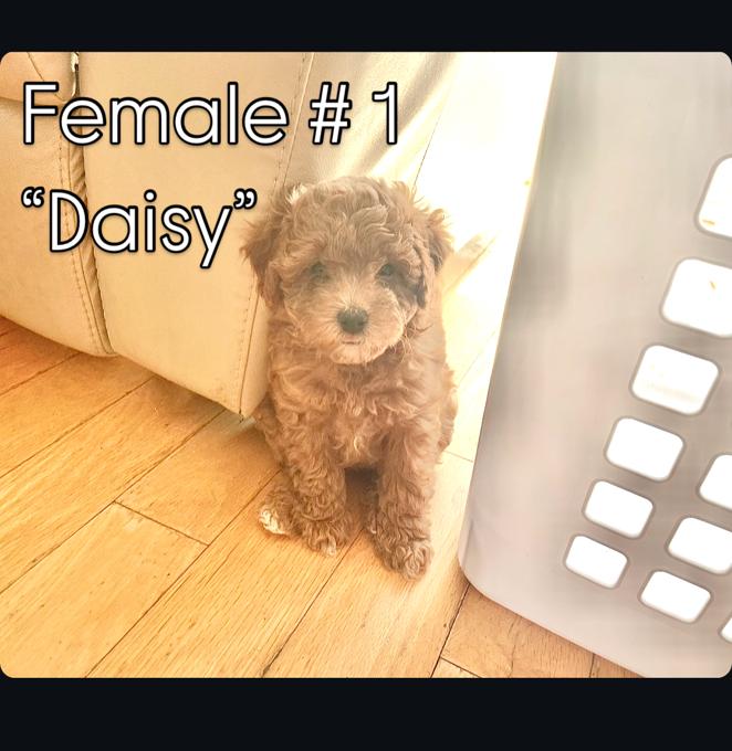 Poodle