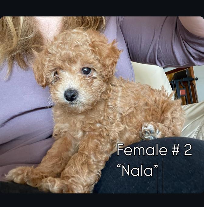 Poodle