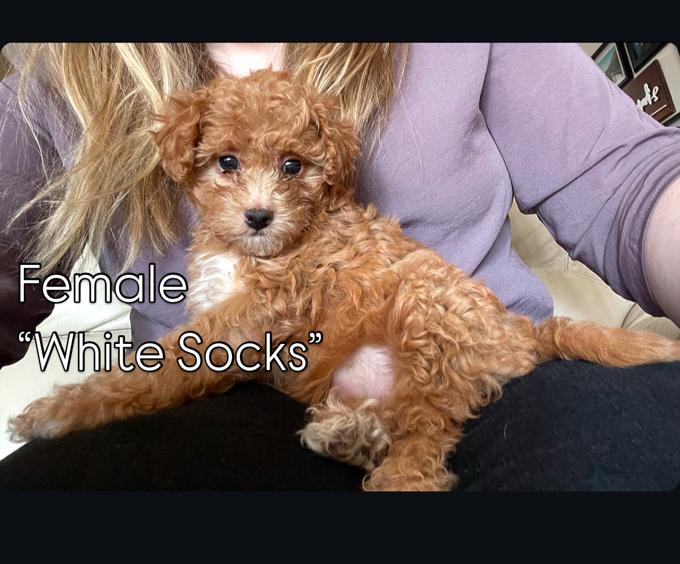 Poodle