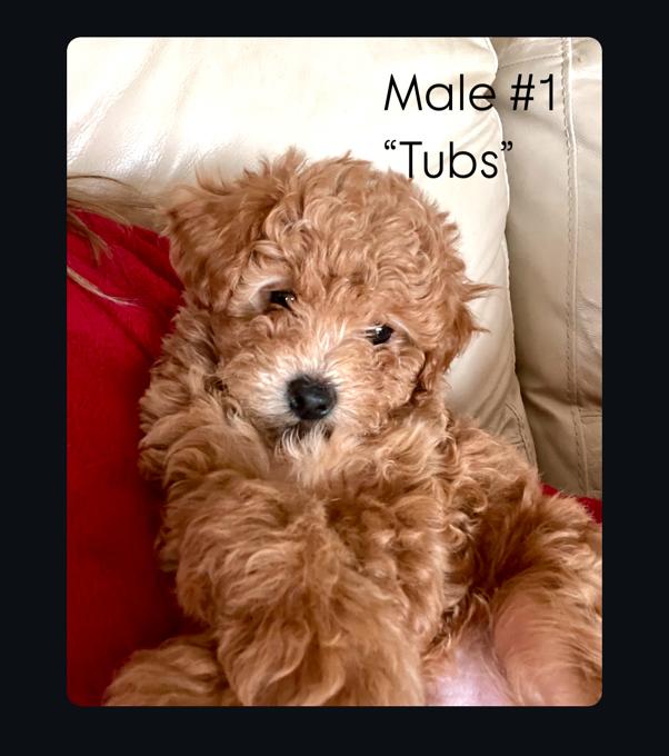 Poodle
