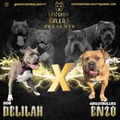 XL American Bully