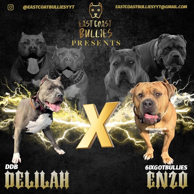 XL American Bully