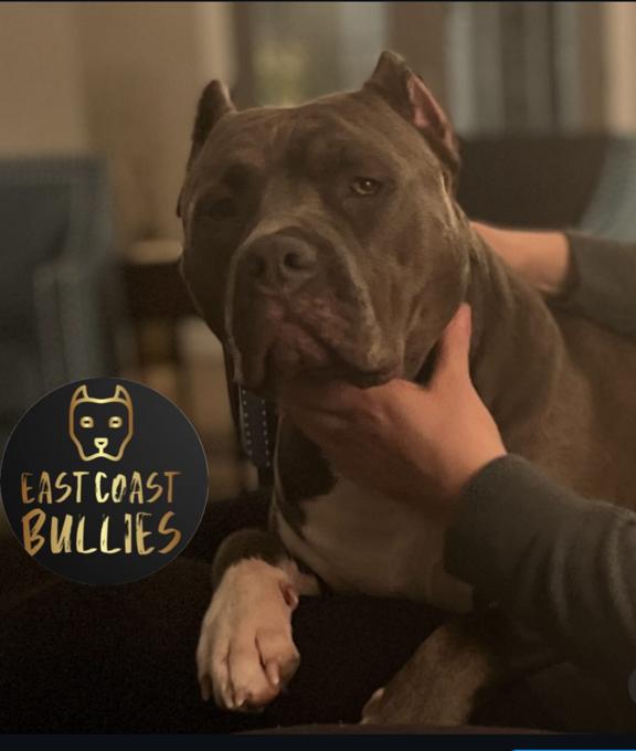 XL American Bully