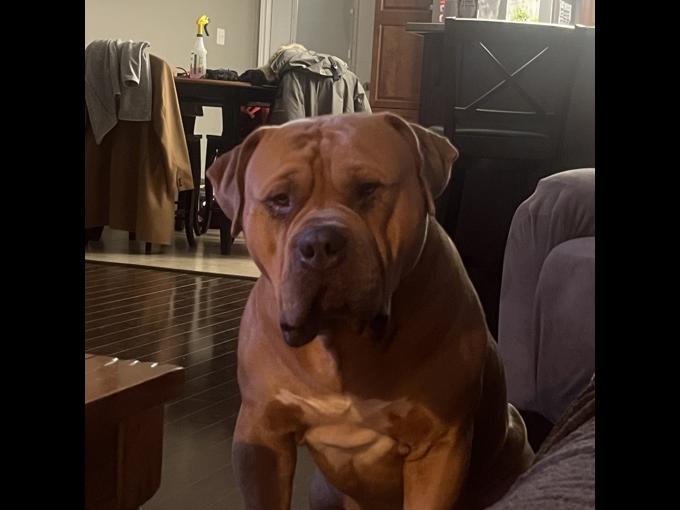 XL American Bully
