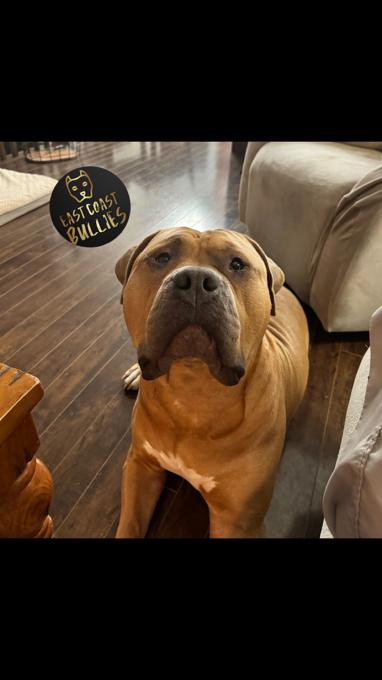 XL American Bully