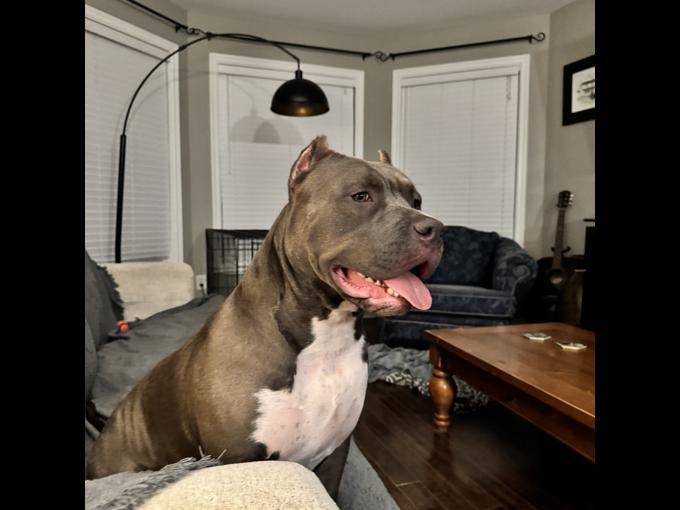 XL American Bully