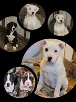 Pitbull Terrier